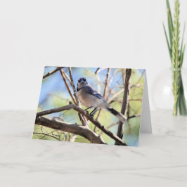 Collectie van vogels: Blue Jay (blanco noten) Kaart