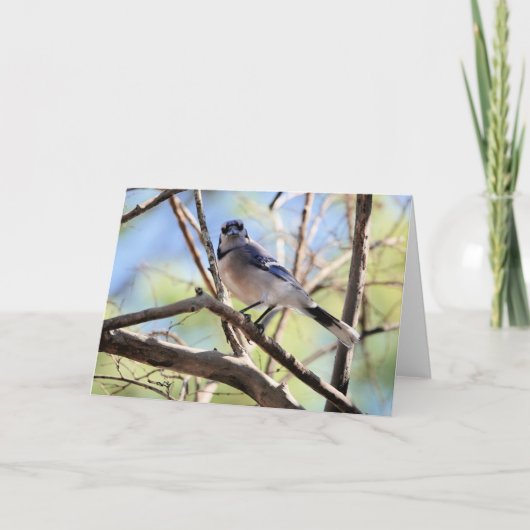Collectie van vogels: Blue Jay (blanco noten) Kaart (Voorkant)
