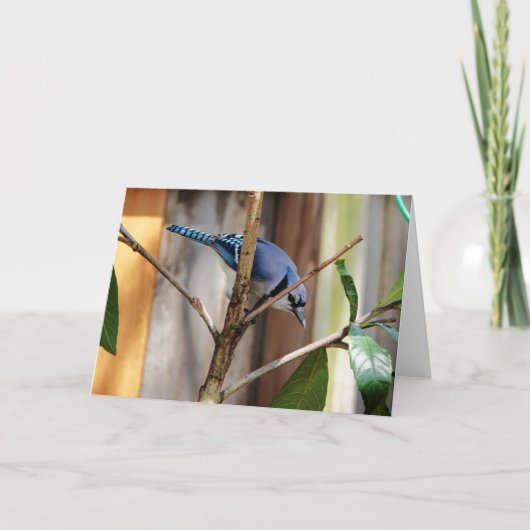 Collectie van vogels: Blue Jay (blanco noten) Kaart (Voorkant)