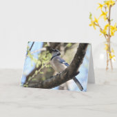 Collectie van vogels: Blue Jay (blanco noten) Kaart (Gele Bloem)