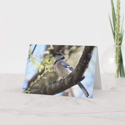 Collectie van vogels: Blue Jay (blanco noten) Kaart (Voorkant)