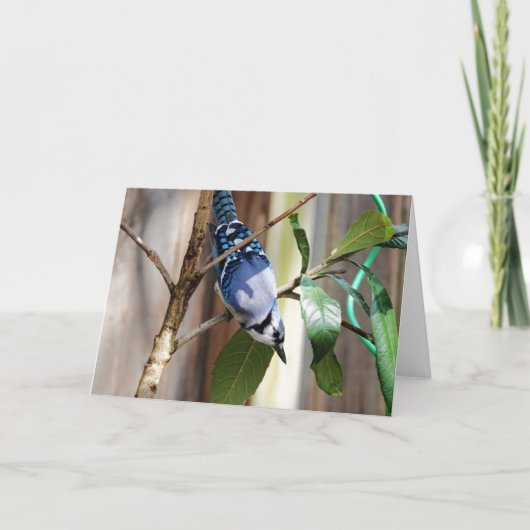 Collectie van vogels: Blue Jay (blanco noten) Kaart (Voorkant)