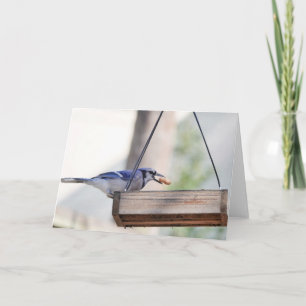 Collectie van vogels: Blue Jay (blanco noten) Kaart
