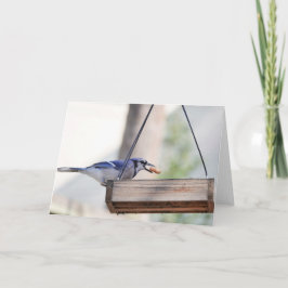 Collectie van vogels: Blue Jay (blanco noten) Kaart