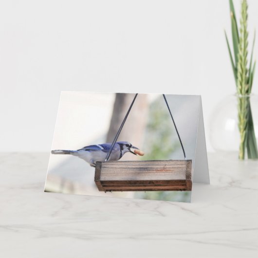Collectie van vogels: Blue Jay (blanco noten) Kaart (Voorkant)