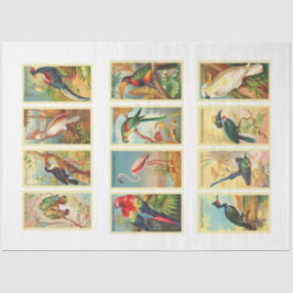 Collectie van vogels  debetpapier tissuepapier