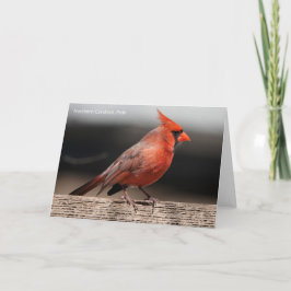 Collectie van vogels: noordelijke kardinaal (blanc kaart