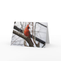 Collectie van vogels: noordelijke kardinaal (blanc