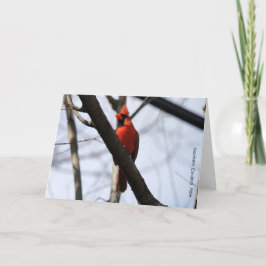 Collectie van vogels: noordelijke kardinaal (blanc kaart