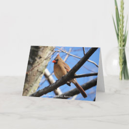 Collectie van vogels: noordelijke kardinaal (blanc kaart