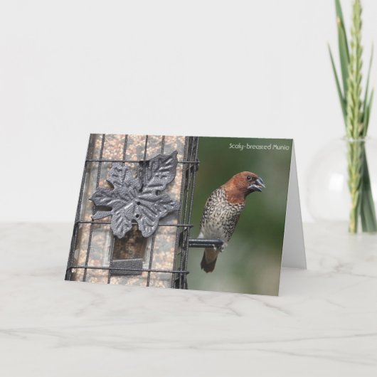 Collectie van vogels: Spice Finch (blanco noten) Kaart (Voorkant)