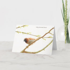 Collectie van vogels: Spice Finch (blanco noten) Kaart