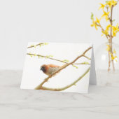 Collectie van vogels: Spice Finch (blanco noten) Kaart (Gele Bloem)