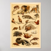Collectie van wilde dieren Lion Tiger Rabbit Print (Voorkant)