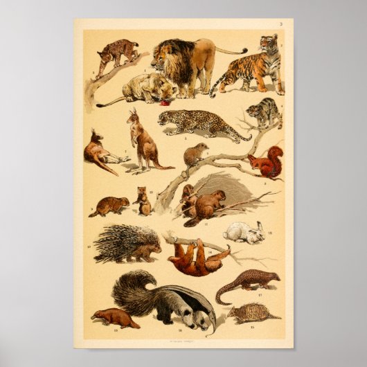 Collectie van wilde dieren Lion Tiger Rabbit Print (Voorkant)