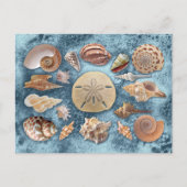 Collectie van zeeschelpen briefkaart (Voorkant)