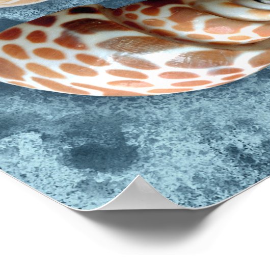 Collectie van zeeschelpen poster (Hoek)