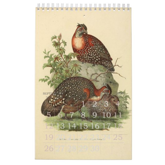 Collectie  vogelillustratie kalender (Sep 2027)