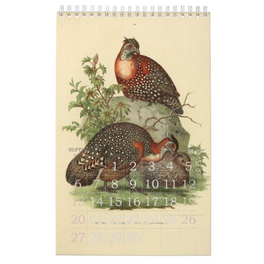 Collectie  vogelillustratie kalender (Sep 2026)