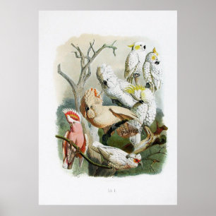 collectie voor afdrukken van papegaai 1848 poster