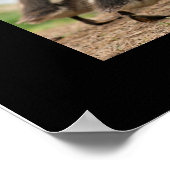 "Collectie voor besnijdenis", zwart Poster (Hoek)