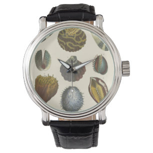 Collectie voor conchologie horloge