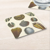 Collectie voor conchologie kartonnen onderzetters (Schuin)