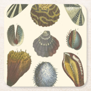 Collectie voor conchologie kartonnen onderzetters