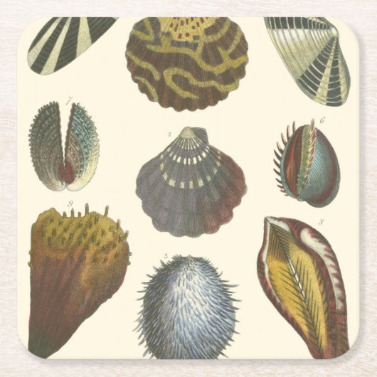 Collectie voor conchologie kartonnen onderzetters (Voorkant)