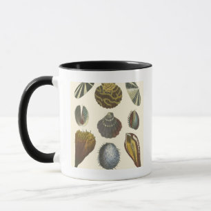 Collectie voor conchologie mok
