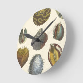 Collectie voor conchologie ronde klok (Hoek)