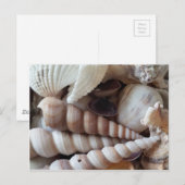 Collectie voor exotische zeeschelpen, zomerstrand briefkaart (Voorkant / Achterkant)