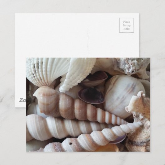 Collectie voor exotische zeeschelpen, zomerstrand briefkaart (Voorkant / Achterkant)