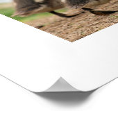 "Collectie", wit Poster (Hoek)