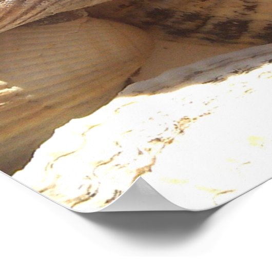 Collectie Zeespotten Fotografie Poster (Hoek)