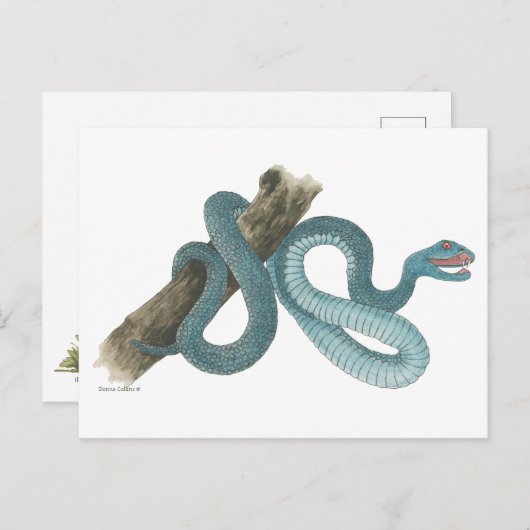 Collection Austrailian  snake Post Card Briefkaart (Voorkant / Achterkant)