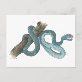 Collection Austrailian  snake Post Card Briefkaart