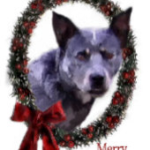 Australisch kerstfeest bij katten grosgrain lint