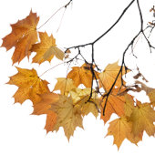 Artistieke herfst leveert weddenschap bedankdoosjes