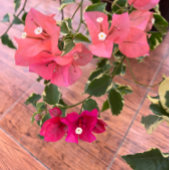 magenta sinaasappel bougainvillea of papierbloem save the date