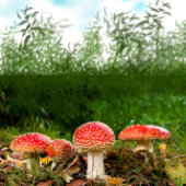 Herfst Forest Mushroom Verloving Aankondiging