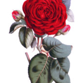 Rode bloesem roos. Zomer Chique elegante bruiloft Bedankkaart