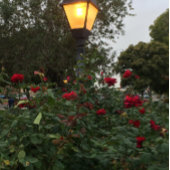 Notenkraker Kerstlint Satijnen Lint