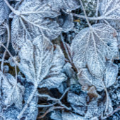 Kerstblauw bladeren sneeuwwinter Feestdagen Stropdas