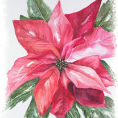 Red Poinsettia kerst Servetten