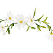 Waterverf Daisy Floral Wedding Reception Kaart