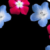 Roos en blauw op zwart kaart