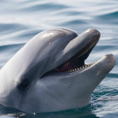 Dive Into Fun Dolphin Splash Waterfles Etiket