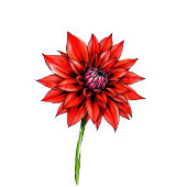 Sophisticated Red Floral Beverage Menu Acryl Bord