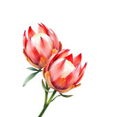 Romantische Groene Huidige Foto Gastenboek